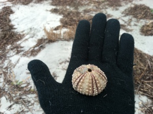A sea urchin skeleton, Sullivans Island, SC.